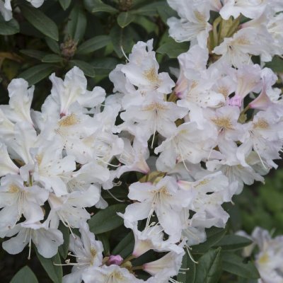 Rhododendron cataw. Cunningham´s Blush