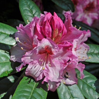 Rhododendron hybr. Diadem, Rododendron, 30-40 C5