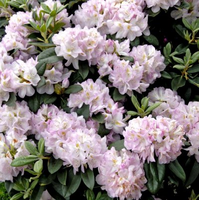 Rhododendron cataw. Gomer Waterer, Rododendron, 30-40 C5