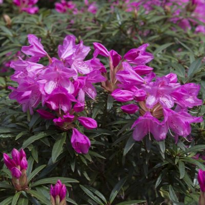 Rhododendron ponticum Graziella, Rododendron Stam, stam C5