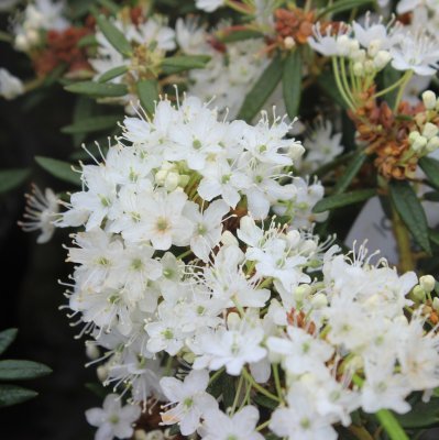 Rhododendron groenlandicum Helma, Skvattram, C3