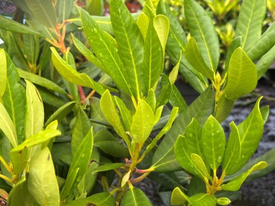 Rhododendron hybr. Blue Print, Rododendron