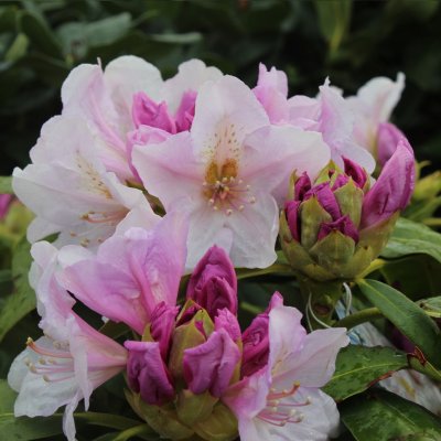 Rhododendron hybr. Eskimo, Rododendron, 40-50 C5