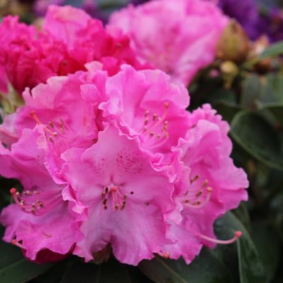 Rhododendron hybr. Germania, Rododendron, stam C2