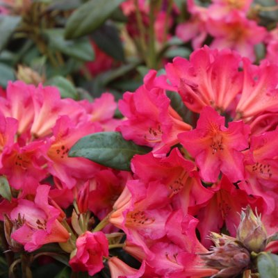Rhododendron hybr. Marie Fortie, Rododendron, 40-50 C5