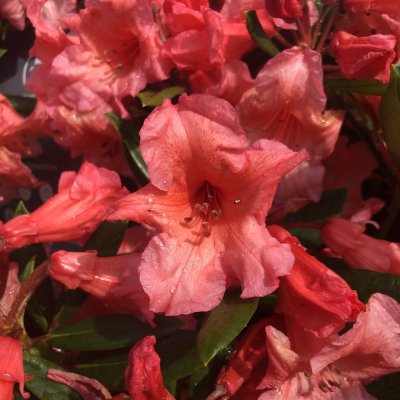 Rhododendron hybr. Tortoiseshell Orange, Rododendron
