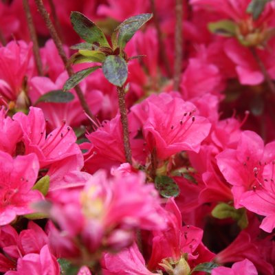 Rhododendron japonica Multiflorum, Japansk Azalea, 25-30 C2