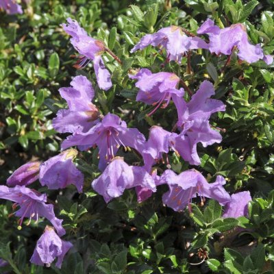 Rhododendron keleticum, Mattalpros