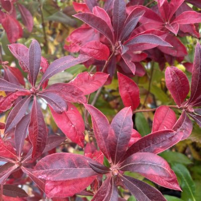 Rhododendron Knap Hill Whitethroat