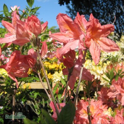Rhododendron mollis hybr. Apple Blossom, Azalea, 30-40 C5