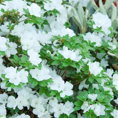 Rhododendron japonica Panda, Japansk Azalea, 20-30 C2