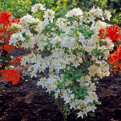Rhododendron Knap Hill Persil, Azalea, 40-50 C5