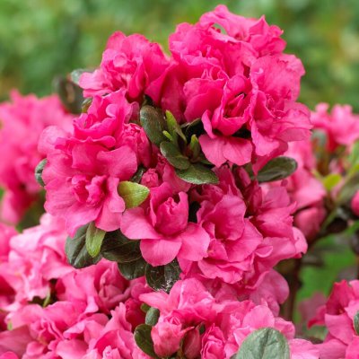 Rhododendron japonica Hachmann´s Rokoko, Japansk Azalea, 20-25 C2