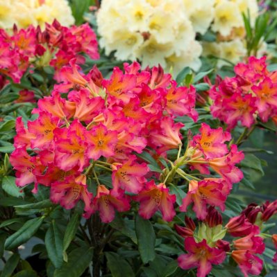 Rhododendron hybr. Scyphocalix, Rododendron, 40-50 C5
