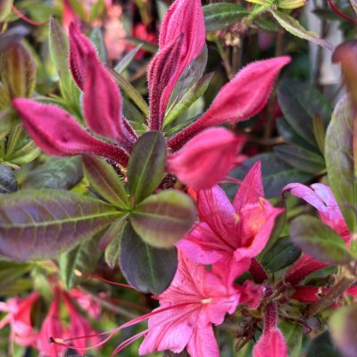 Sommar Azalea