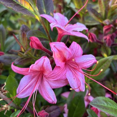 Sommar Azalea