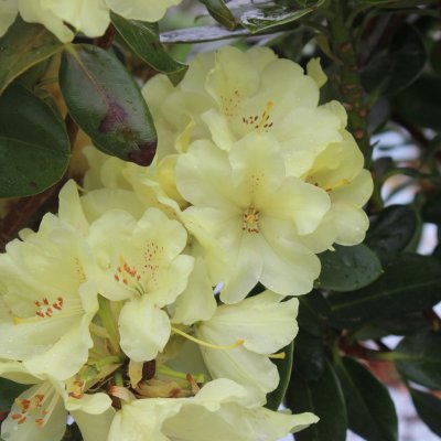 Rhododendron wardii Goldkrone, Rododendron, 40-50 C5