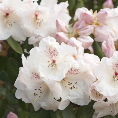 Rhododendron williamsianum Gartendirektor Rieger