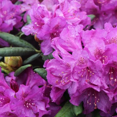 Rhododendron yak. Blurettia, Rododendron, 30-40 C5