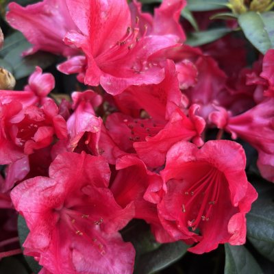 Rhododendron yak. hybr. September Red