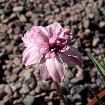 Rhodohypoxis baurii Lilly Jean, Rosenblund, P9cm