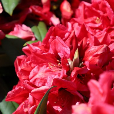 Rhododendron hybr. Rhodo Red Devil ® (Hort18), Rododendron