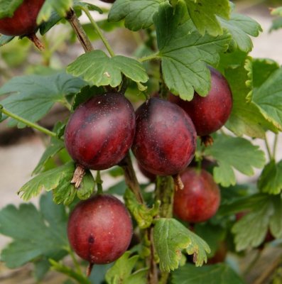 Ribes grossularia Captivator