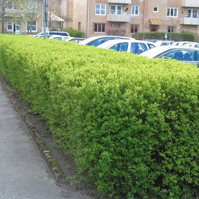 Ribes alpinum Schmidt, Måbär 10-pack, 30-50