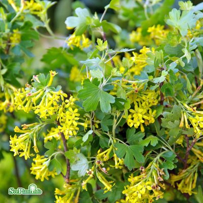 Ribes aureum var. villosum, Doftrips, busk C3,5