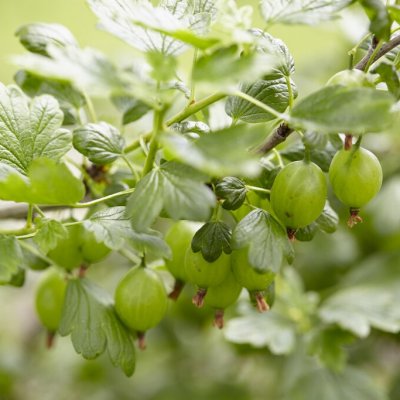 Ribes grossularia Hinnonmäki Grön, Gröna Krusbär