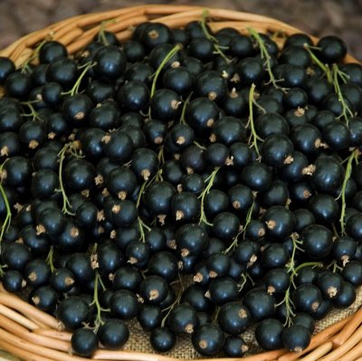 Ribes nigrum Big Ben, Svarta Vinbär, C5