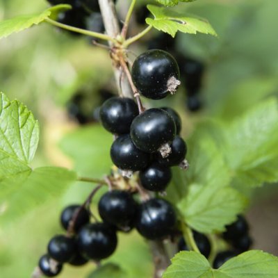 Ribes nigrum Black n´Red Premiere ®, Svarta Vinbär