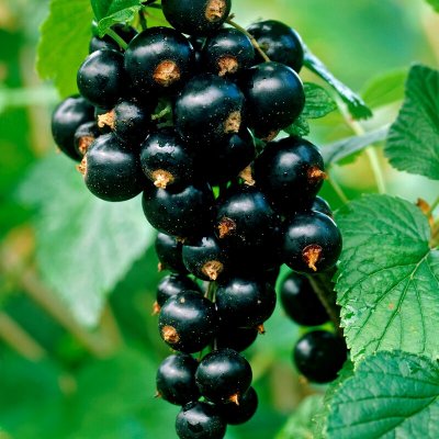 Ribes nigrum Titania, Svarta Vinbär, stam co