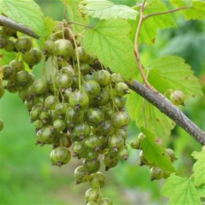 Ribes nigrum Venny, Gröna Vinbär, C5