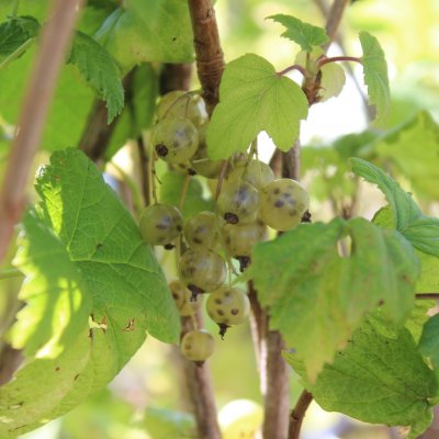 Ribes nigrum Vertti, Gröna Vinbär, busk C3,5