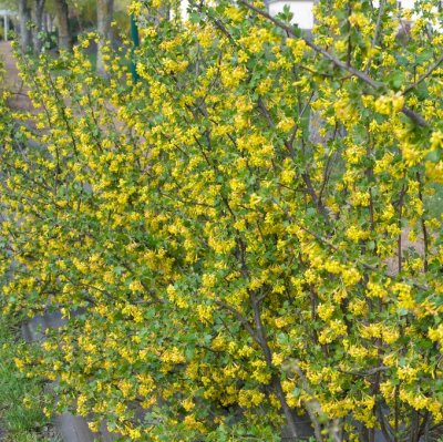 Ribes aureum var. villosum, Doftrips, busk C3,5