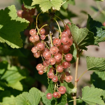 Ribes rubrum Pink Champagne, Rosa Vinbär, busk C3,5
