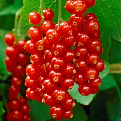 Ribes rubrum Rosetta, Röda Vinbär, C5