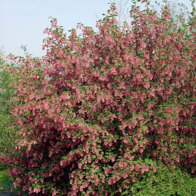 Ribes sanguineum King Edward VII, Rosenrips