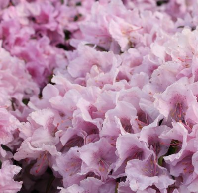 Rhododendron keleticum Robert Seleger, Dvärgrododendron, 20-25 C3