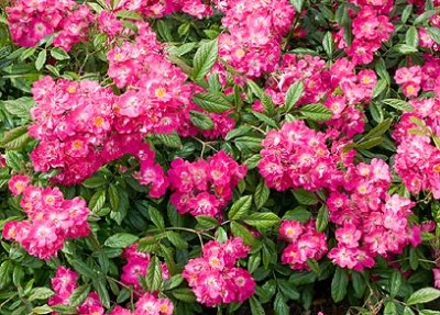 moschata Robin Hood, Buskros, C4