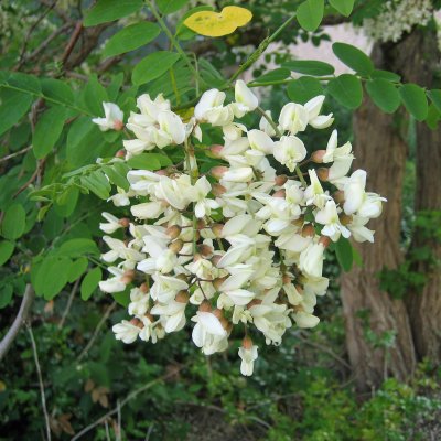 Robinia pseudoacacia, Robinia, utr 150-200 co