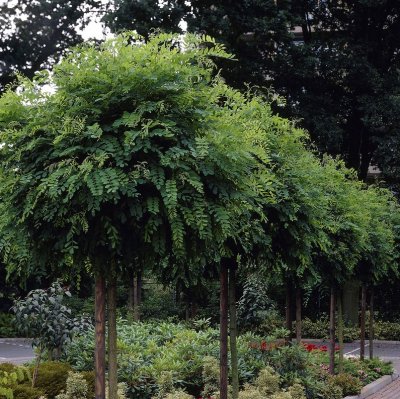 Robinia pseudoacacia Umbraculifera, Klotrobinia, 150 stam C12