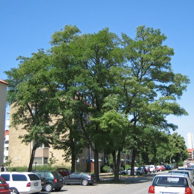 Robinia pseudoacacia, Robinia, utr 150-200 co