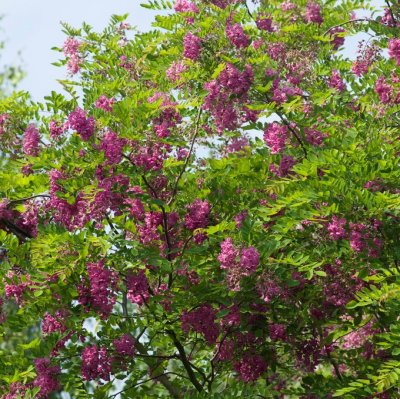 Robinia x margaretta Casque Rouge (Flemor), Margarettarobinia, 100-125 C5