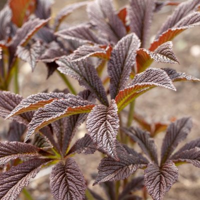 Rodgersia pinnata Bronze Peacock, Fingerrodgersia