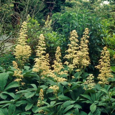 Rodgersia pinnata, Fingerrodgersia, P9cm