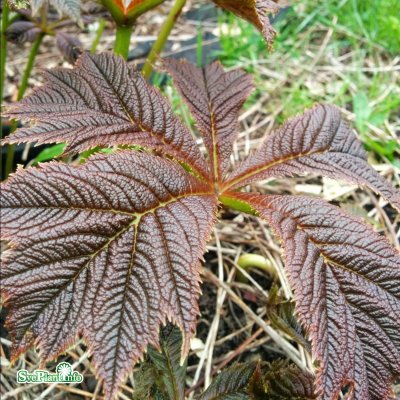 Rodgersia pinnata Chocolate Wing ®, Fingerrodgersia, SQ1