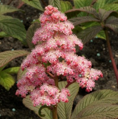 Rodgersia pinnata Chocolate Wing ®, Fingerrodgersia, SQ1