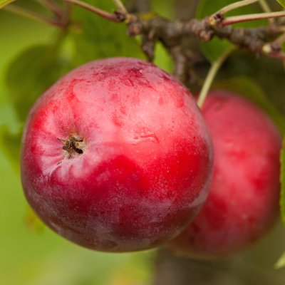 Malus domestica Rödluvan E